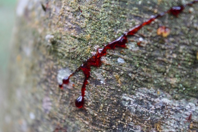 dragons blood tree resin