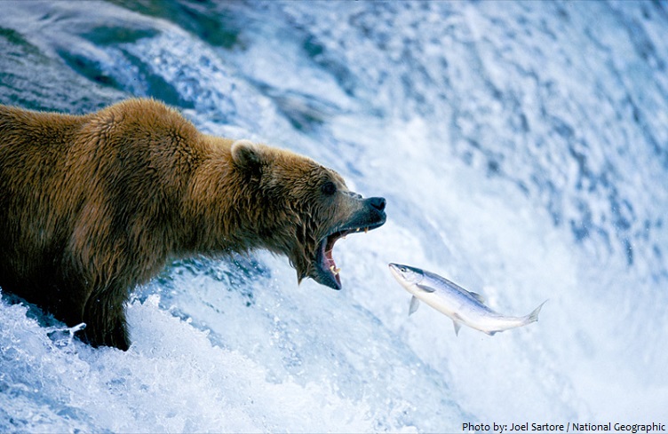 kodiak bear fishing