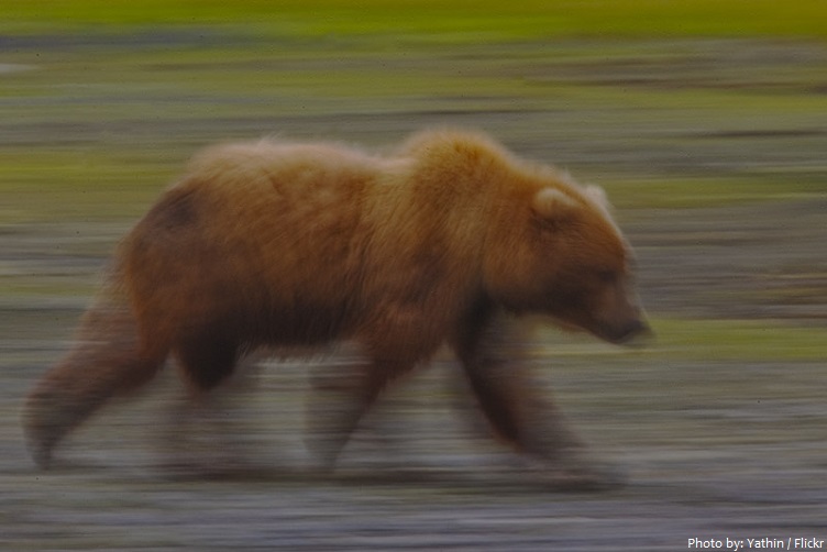 kodiak bear walking