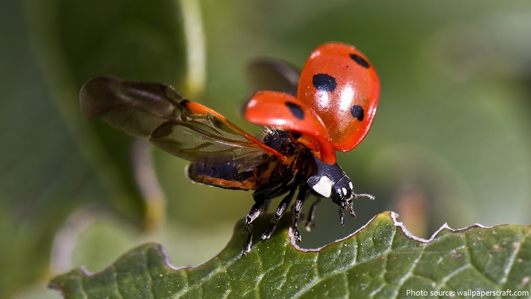 ladybug wings