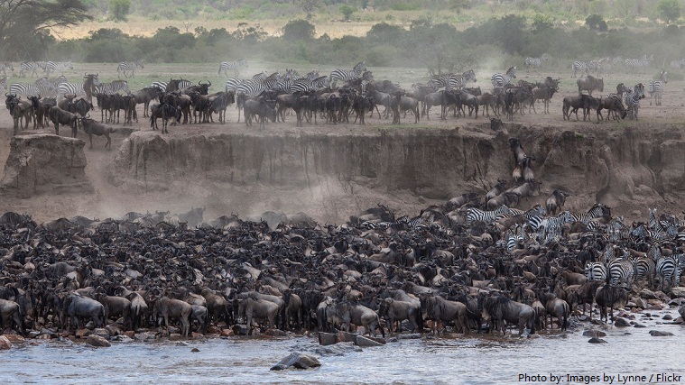masai mara national reserve migration