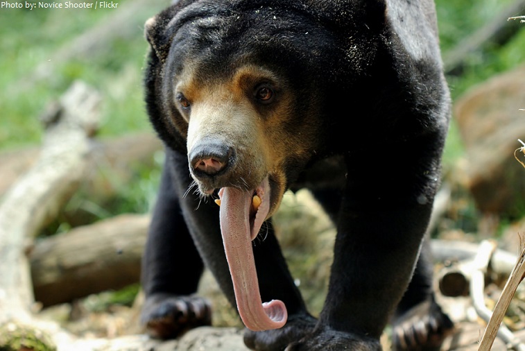 sun bear tongue