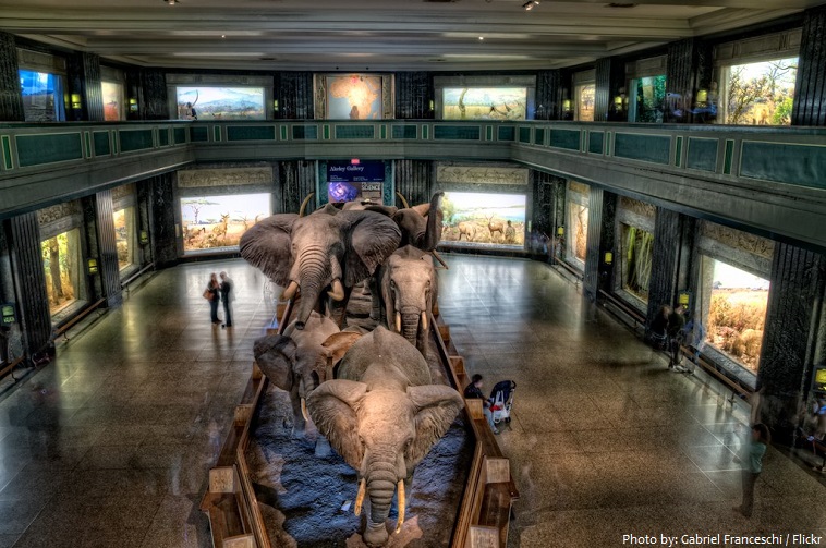 american museum of natural history mammals