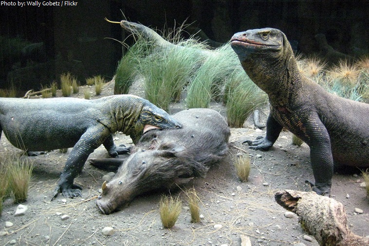 american museum of natural history reptiles