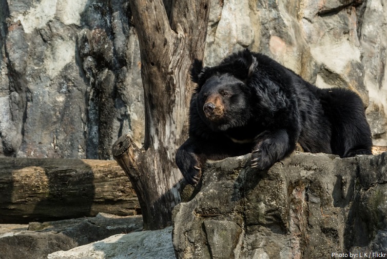 asiatic-black-bear-2