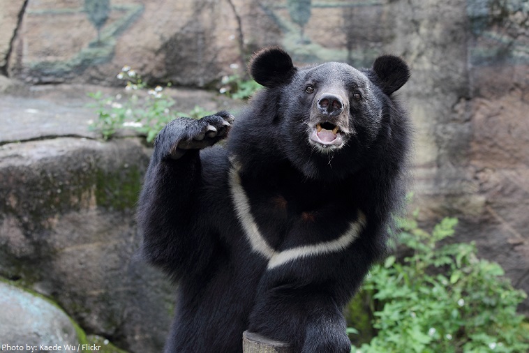 asiatic-black-bear-3
