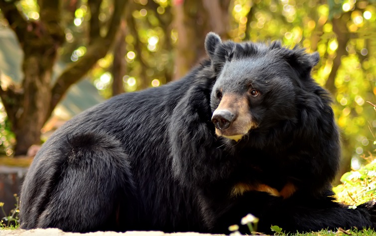asiatic-black-bear-5