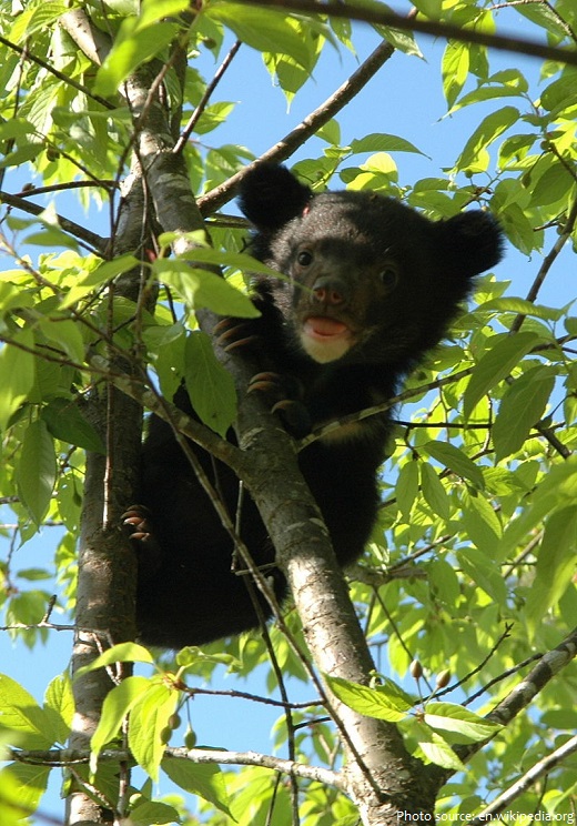 asiatic black bear baby