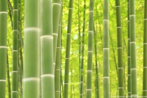 Interesting facts about bamboos | Just Fun Facts