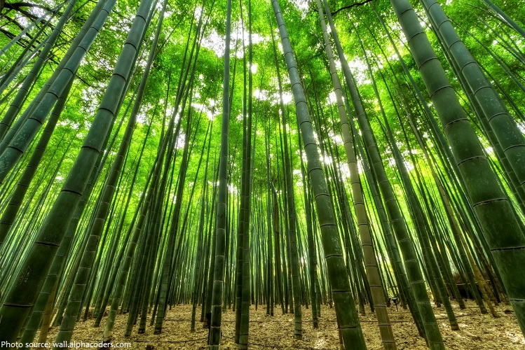 bamboo-4