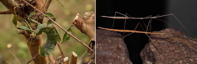 leaf insect vs stick insect