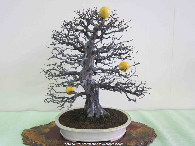quince bonsai