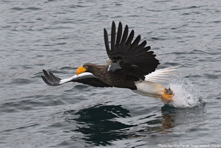 steller's sea eagle fishing