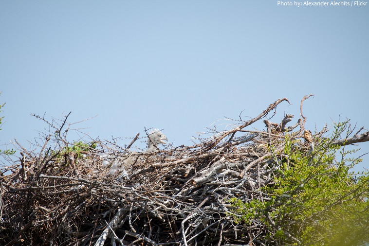 steller's sea eagle nest
