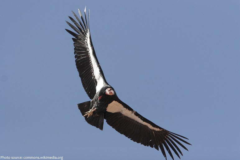 california-condor-flying-2
