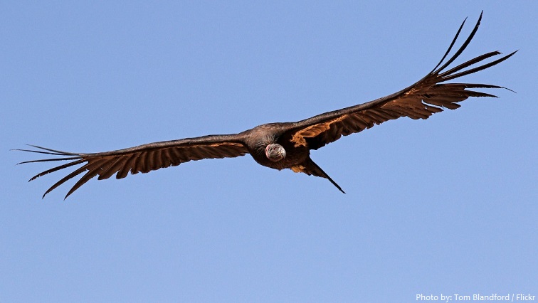 california condor flying