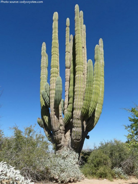 cardon the world largest cactus species