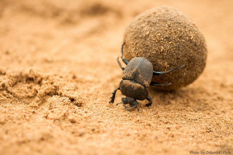 dung-beetle-3