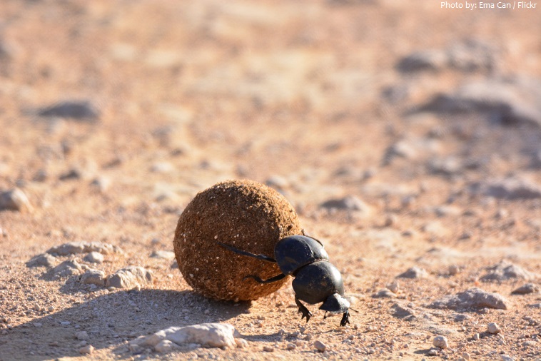 dung-beetle-4