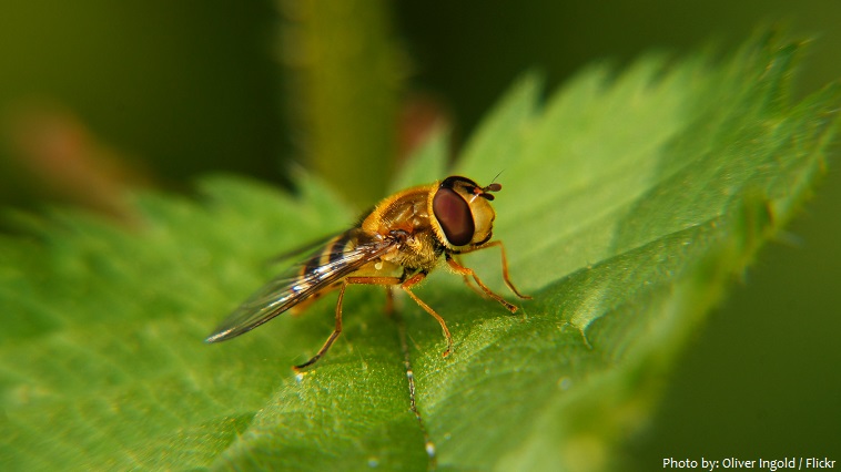 fly mimic wasp