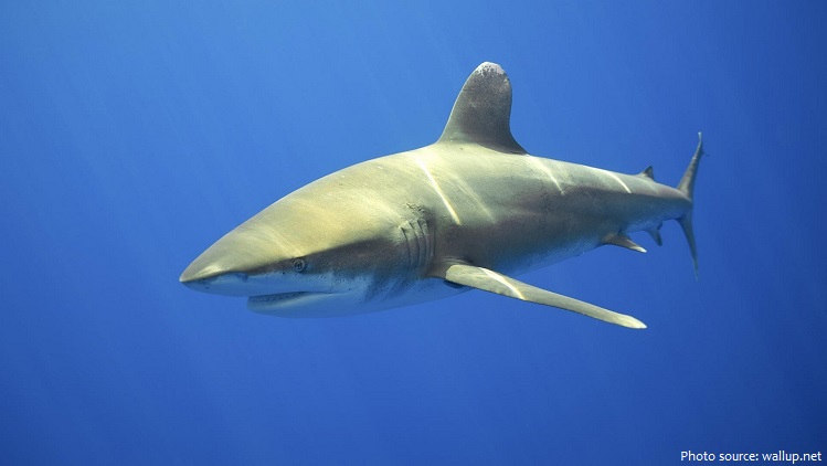 oceanic-whitetip-shark-2