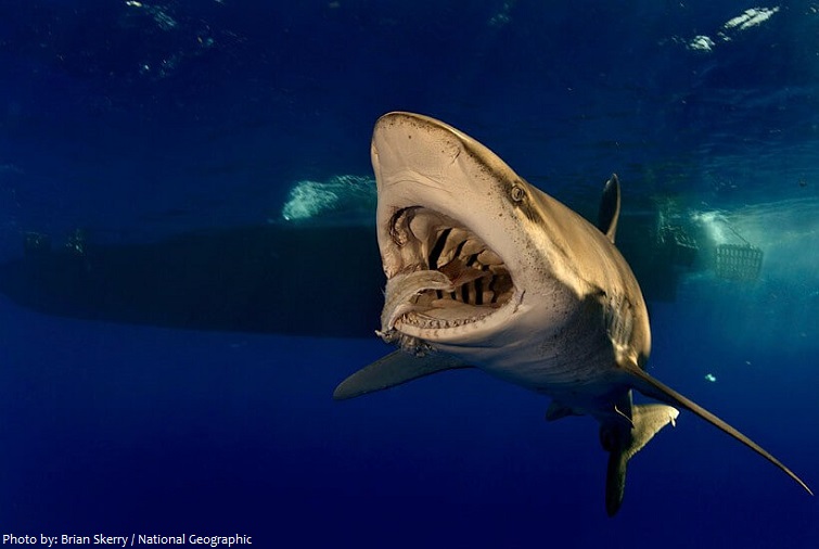 oceanic whitetip shark feeding