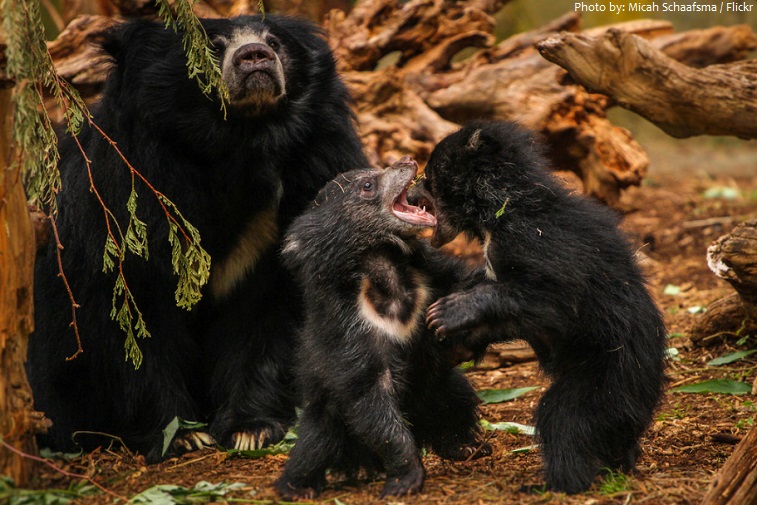 sloth bear cubs