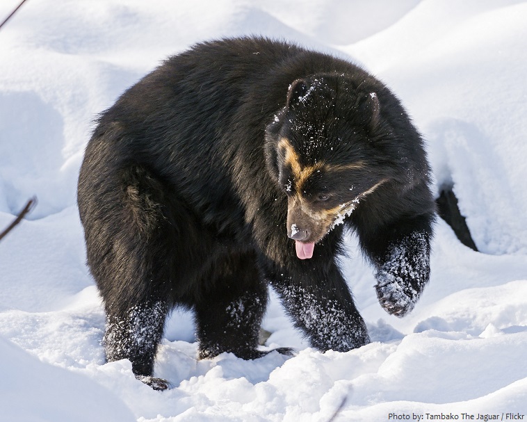 spectacled-bear-4
