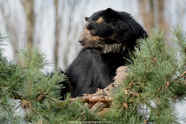 spectacled-bear-5