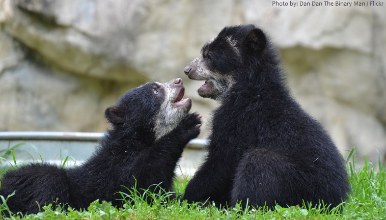 spectacled bear cubs