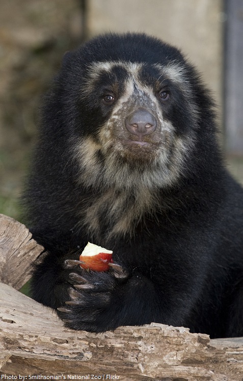spectacled bear eating fruit