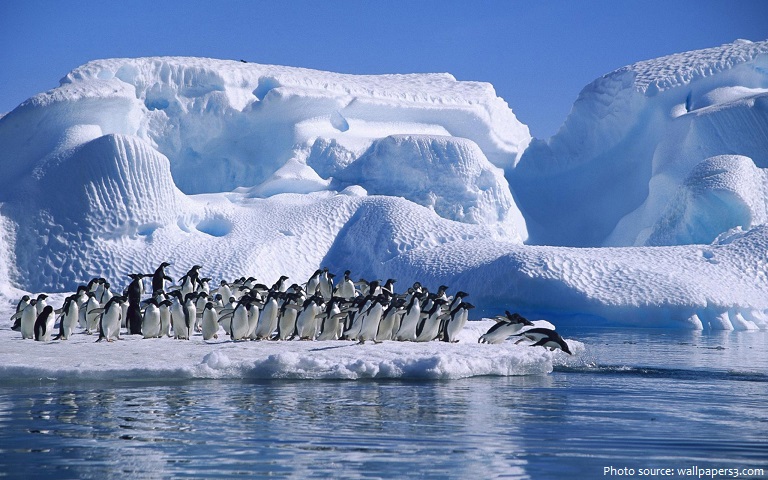 adélie penguins