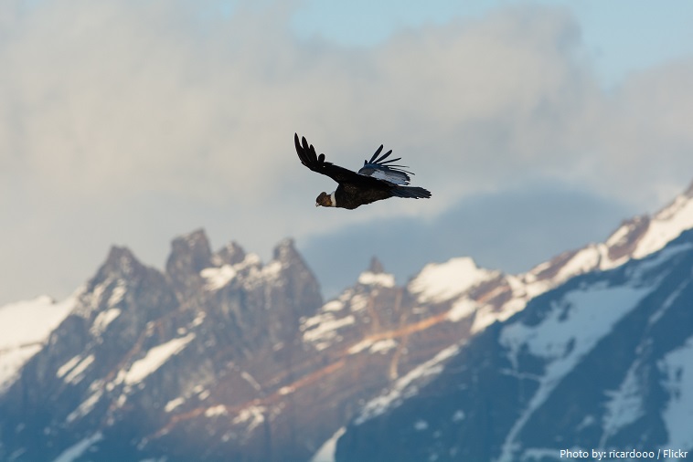 andean condor flying