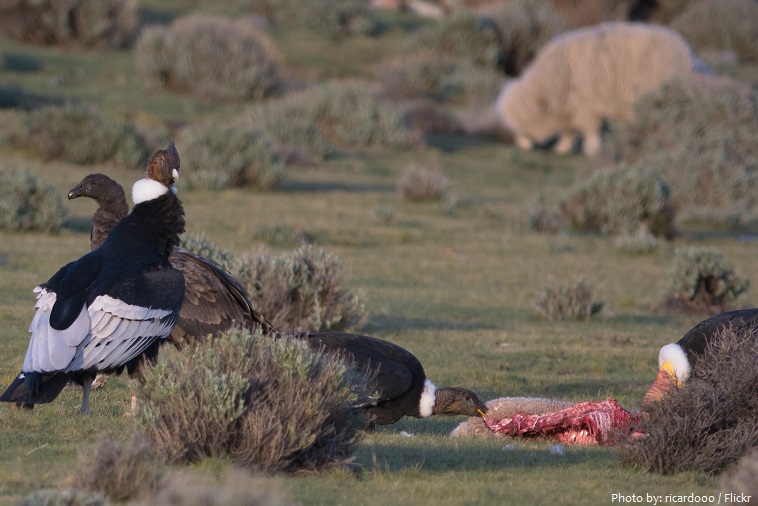 andean condors eating