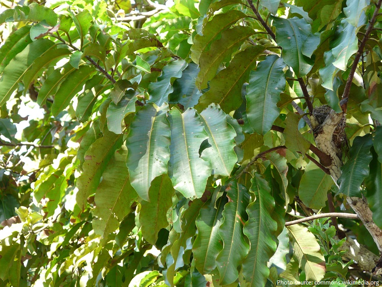 brazil nut leaves