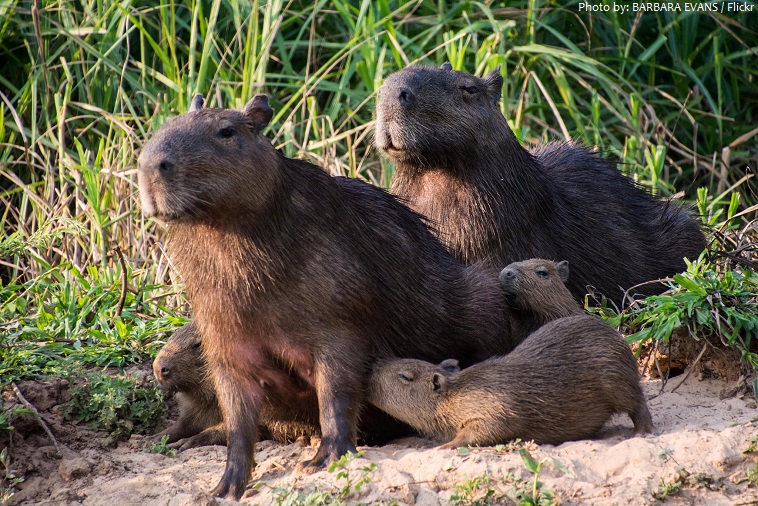 capybara family