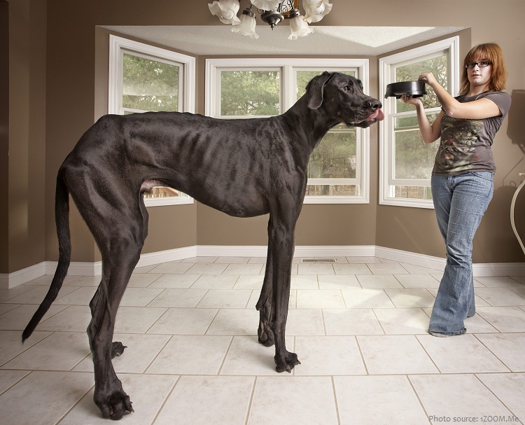 zeus the tallest dog ever