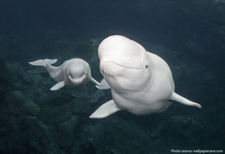 beluga whale mother and calf