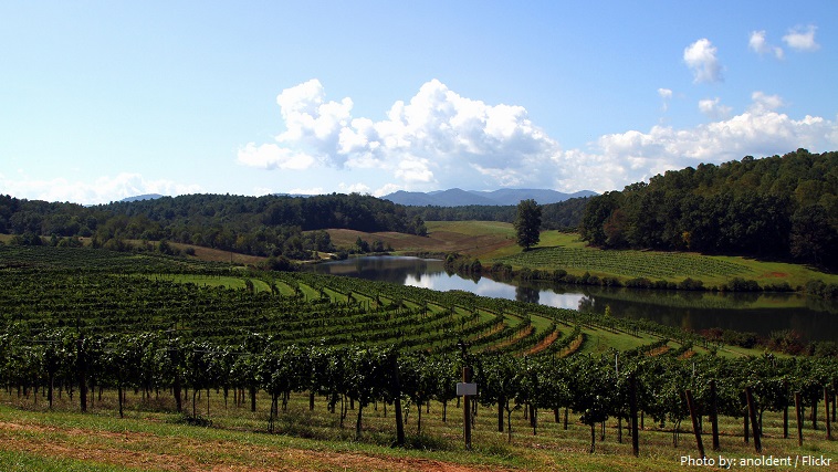 biltmore estate vineyard