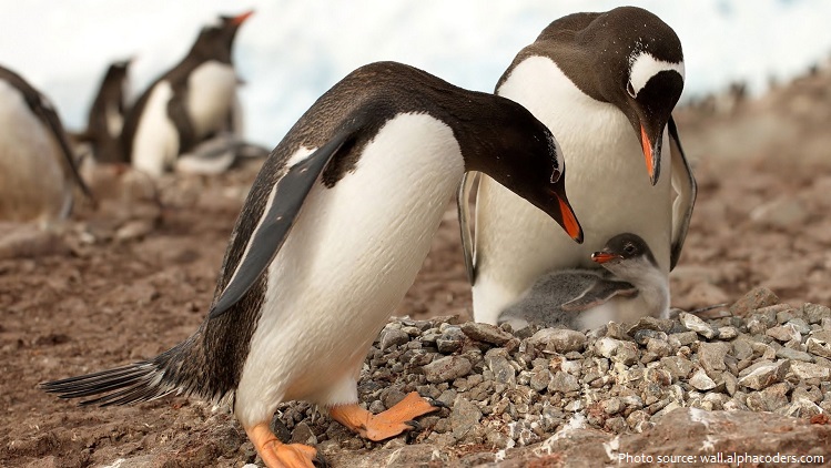 gentoo penguins and chick