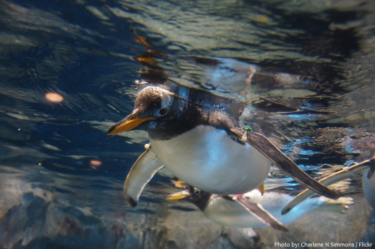 gentoo penguins underwater