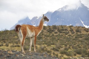 Interesting facts about guanacos | Just Fun Facts