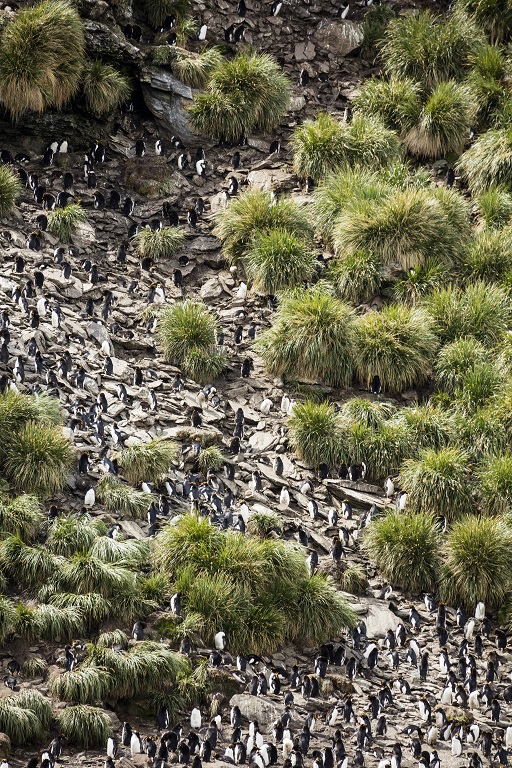 macaroni penguin colony
