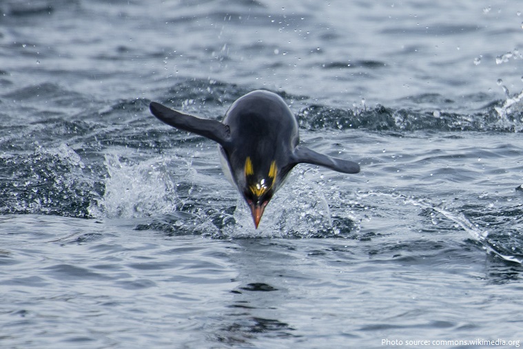 macaroni penguin swimming