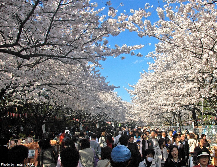 ueno park cherry blossom