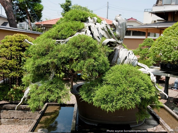 bonsai 1000 years old
