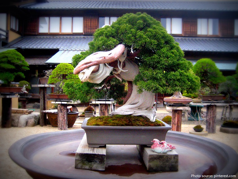 bonsai 800 years old