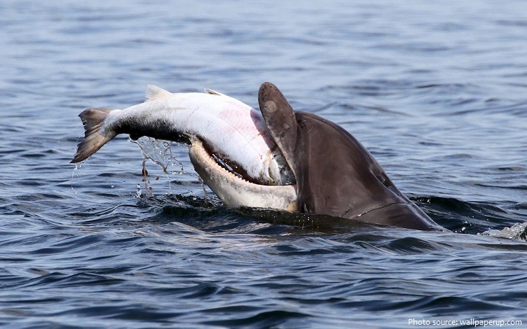 dolphin eating salmon