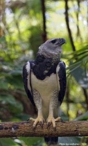 Interesting facts about harpy eagles | Just Fun Facts