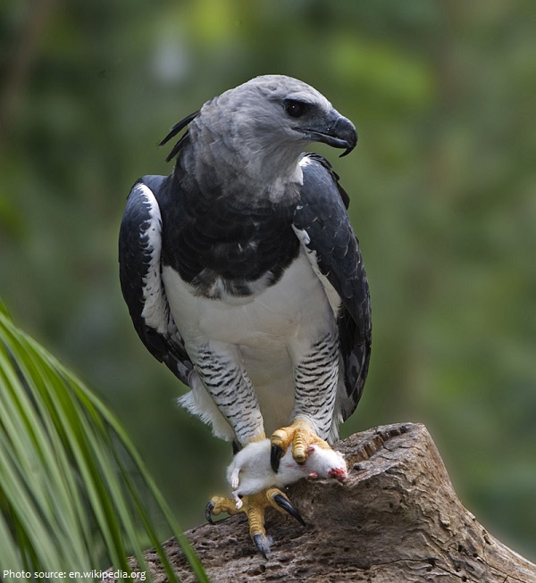 harpy eagle eating